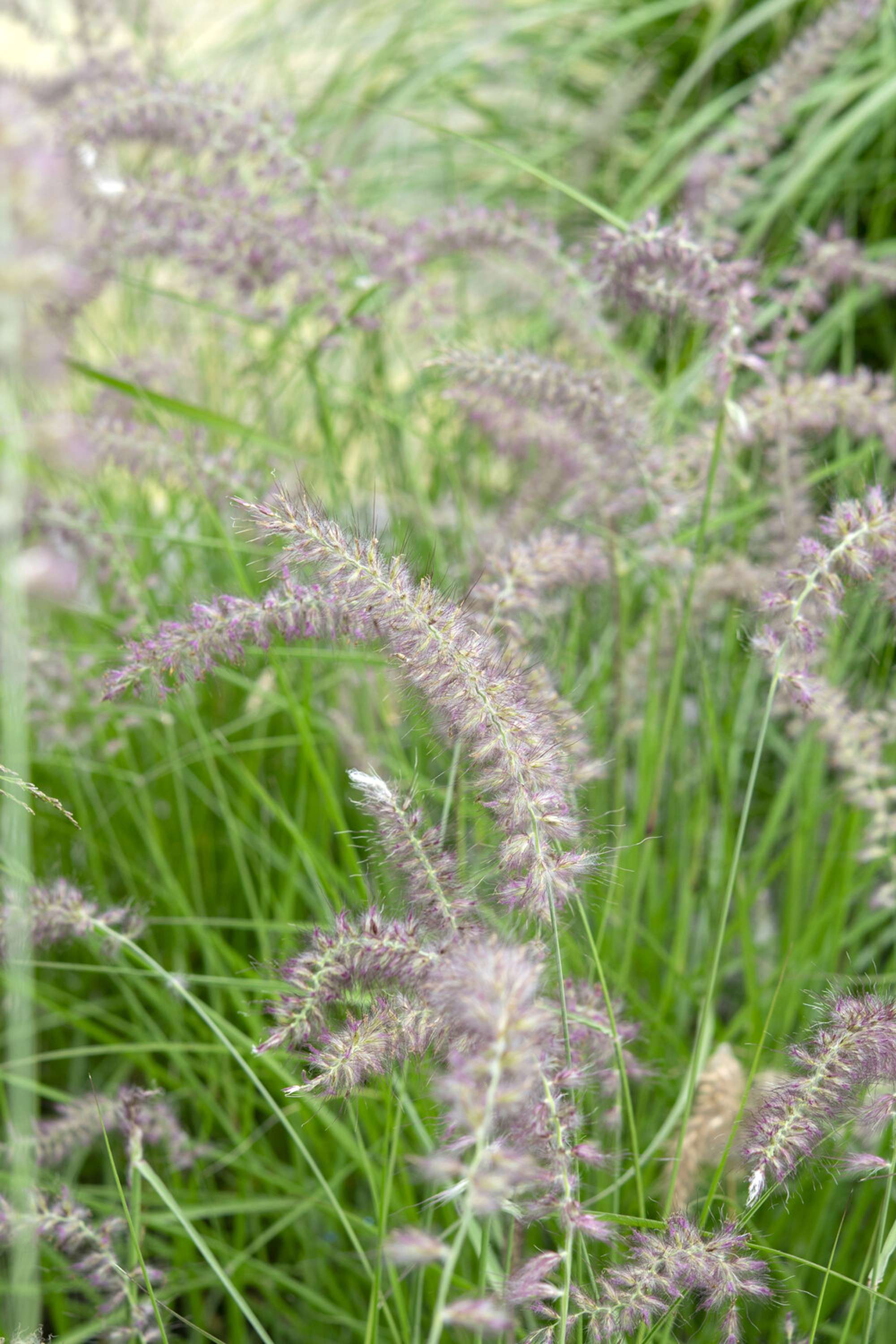 Borstgräs 'Flamingo'